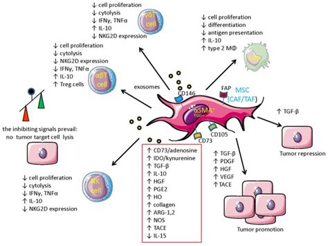 Vaccines | Free Full-Text | Mesenchymal Stromal Cells Can Regulate the ...