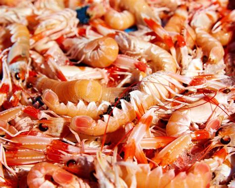 Mediterranean Sea Crayfish in Javea Fish Market Stock Image - Image of ...