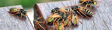 Guide To Yellow Jacket Identification, Treatment & Prevention