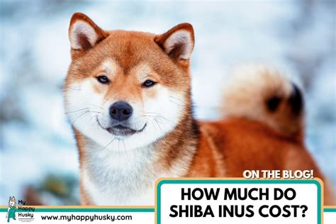 How Much Do Shiba Inus Cost: (2024 Price Guide) – My Happy Husky