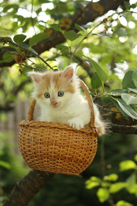 White Small Fluffy Kitten in the Basket Stock Image - Image of gondola, adorable: 51245155