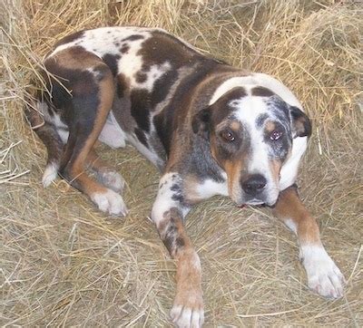 Louisiana Catahoula Leopard Dog Breed Information and Pictures