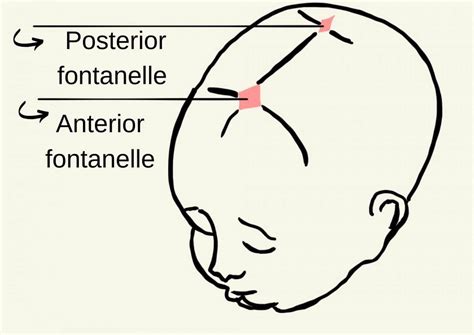 Baby's Fontanels - Doctor Efi