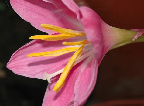 Zephyranthes grandiflora (Amaryllidaceae) image 30187 at ...