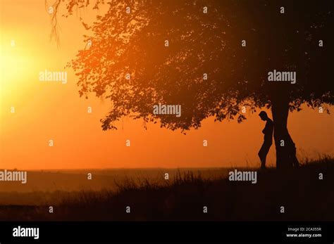 Old Oak and Man Silhouette with Sunset Light in Summer Stock Photo - Alamy