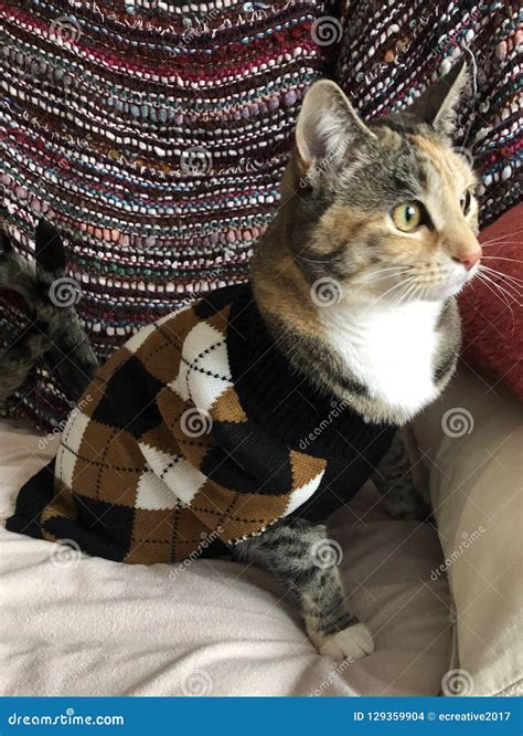 Young Female Tortie Cat Wearing Argyle Sweater Stock Photo - Image of male, sweater: 129359904