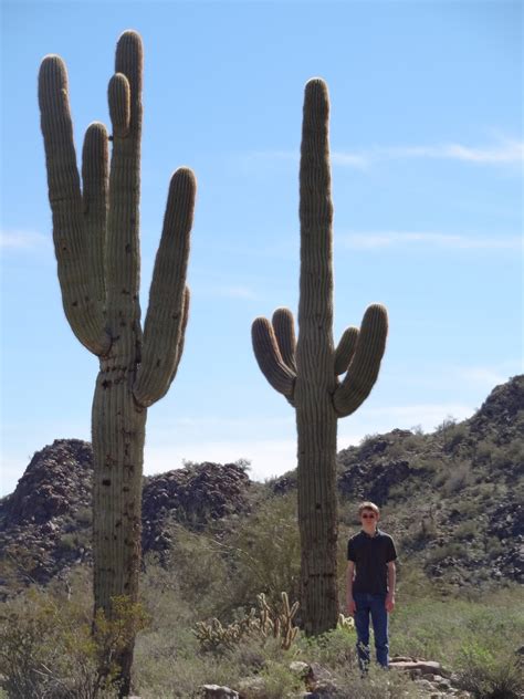 Math, Science, and Technology Blog: Common Arizona Cacti