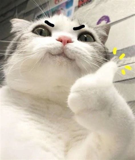 You got this! : r/cat