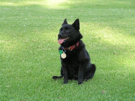 Schipperke Rescue | Schipperke puppies, Puppy photos, Schipperke