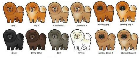 Chow color chart | Chow dog breed, Chow chow dogs, Chow chow dog price