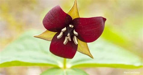 Trillium Plant Growing and Care | PlantCareToday