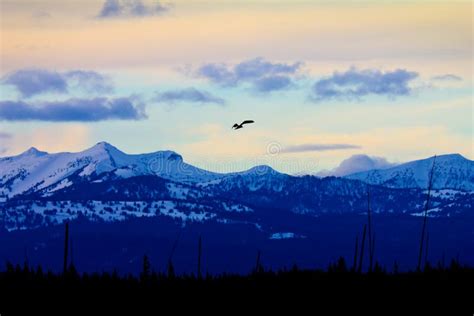 Soaring Bald Eagle Silhouette at Sunset Stock Photo - Image of clouds, american: 20119240