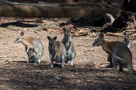 Weekend Wanderings: Phillip Island Wildlife Park - LEANNE COLE - The Photographer's Mentor