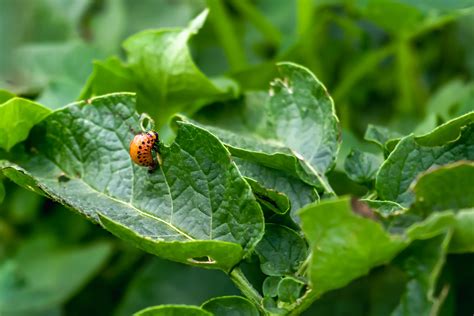 7 Ways of Controlling Pests in Plants – Colorado Pest Pros