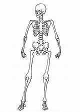 Drawing Of Skeleton coloring Page  Download Print Or Color Online For sketch template