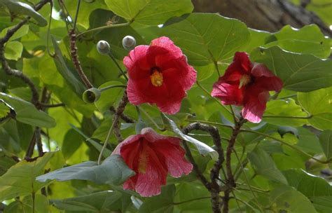 Flor de Maga (Thespesia grandiflora) | Rare plants, Hibiscus, Plants