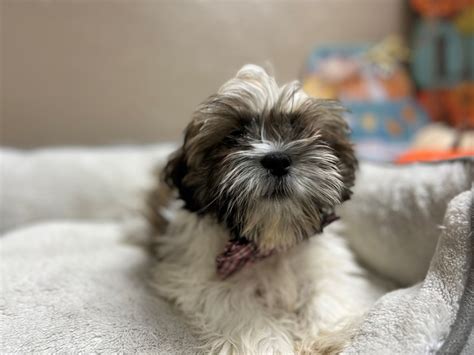 Shih Tzu/Teddy Bear-DOG-Male-wh & gld parti-3833146-Petland San Antonio, TX