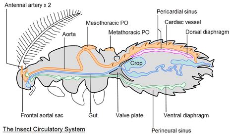 Do Insects Have A Circulatory System - airwavesstory