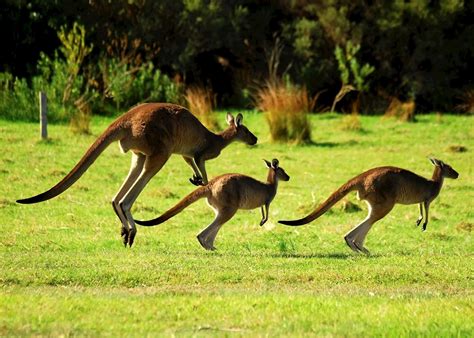 Australia: in search of kangaroos | Audley Travel UK