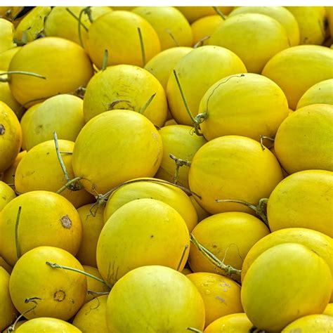 Canary Melon Garden Seeds (Treated) - Amy Hybrid - 1000 Seeds - Non-GMO Vegetable Gardening Seed ...