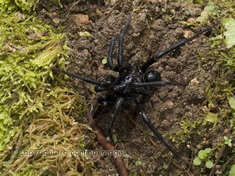 Real Monstrosities: Mesothele Spider