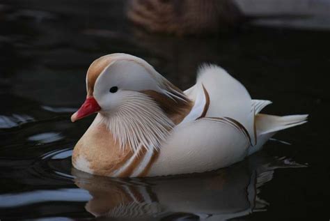 White Mandarin duck