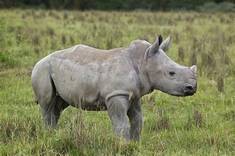 Baby White Rhinoceros - Stock Image - C003/9519 - Science Photo Library