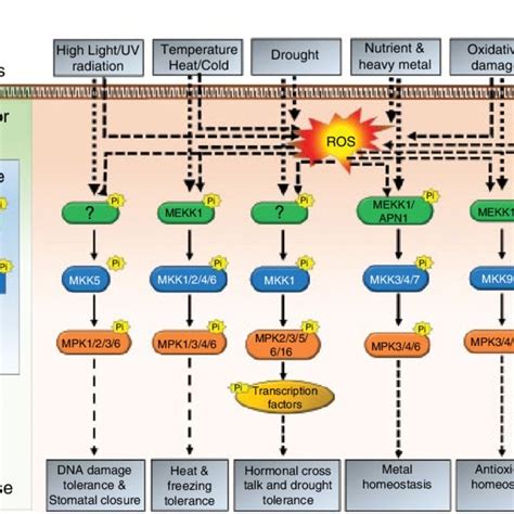 | Overview of plant MAPK characteristics and signaling. MAPKs... | Download Scientific Diagram