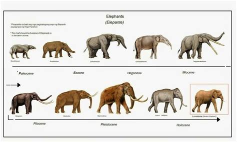 Elephant evolution | Informacion de animales, Ciclo de vida animales, Evolucion biologica