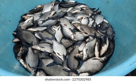 Silver cyprinid 174 รายการ ภาพ ภาพสต็อกและเวกเตอร์ | Shutterstock