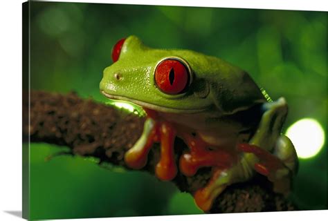 Red-eyed Tree Frog, native to tropical rainforests of Central America Wall Art, Canvas Prints ...