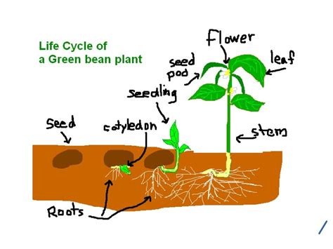 life cycle of a plant - Google Search | Beautiful Nature | Pinterest ...