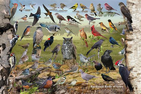 Backyard Birds of Iowa ID Poster Photograph by Stuart Clarke - Fine Art ...