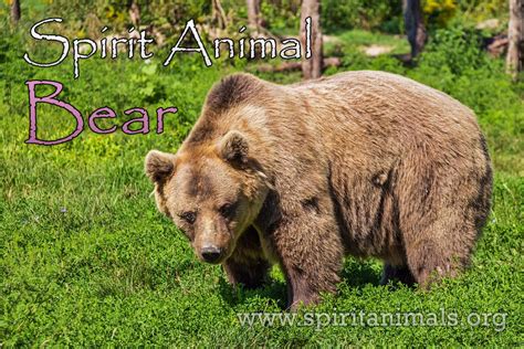 Bear - Meaning and Symbolism of Spirit Animal - Spirit Animals