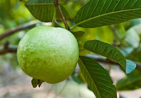 How to grow Guava tree in a container | Growing guava plant | tropical fruit - Naturebring