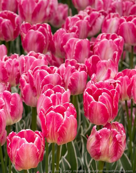 Tulips in Shades of Red and Yellow | Beautiful Flower Pictures Blog