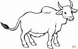 Imagens De Boi Para Colorir sketch template