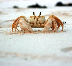 Crustaceans Characteristics