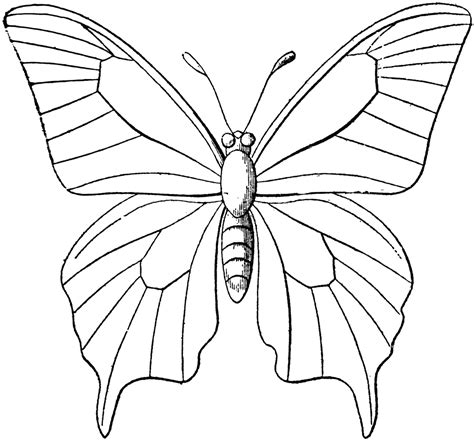 Free Butterfly Wing Outline, Download Free Butterfly Wing Outline png images, Free ClipArts on ...