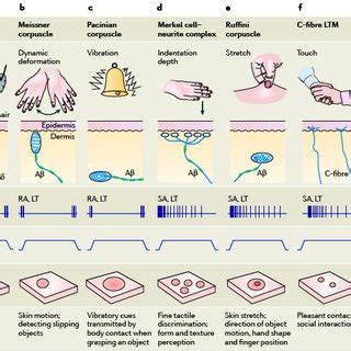 D. melanogaster exhibit a number of mechanosensory endings, which can ...