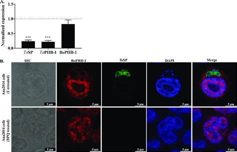 Effect of buparvaquone treatment on the localization of bovine ...