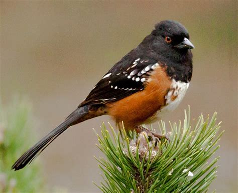 Rufous-sided Towhee | Interesting fact.... The rufous-sided … | Flickr