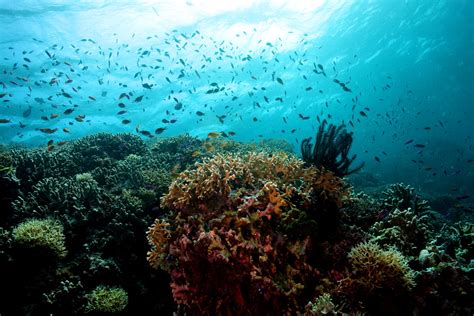 Coral Bleaching Hits Tubbataha Reef