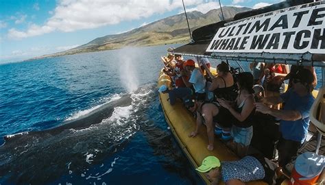 Ultimate Whale Watch - Maui Raft Whale Watching! - Auntie Snorkel