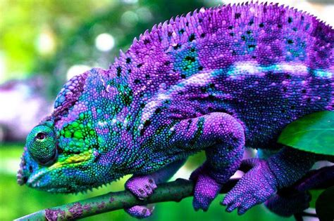 Purple Panther Chameleon | Chameleon pet