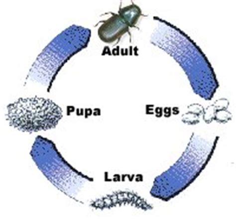 Mountain Pine Beetle Physiology and Metamorphosis - information