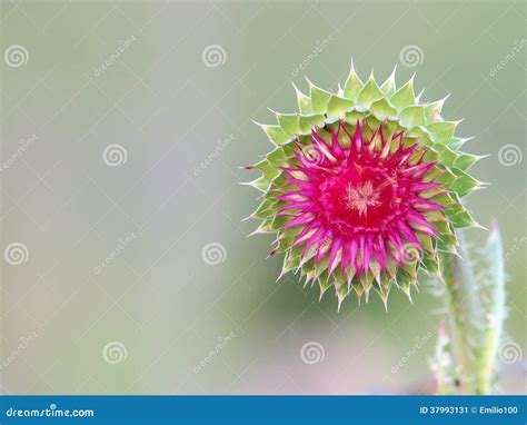 Milk Thistle flower stock image. Image of herbal, pointy - 37993131