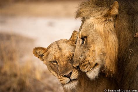 Lion And Lioness Love Quotes. QuotesGram