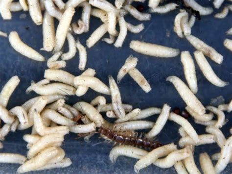 How to Avoid Maggots in the Garbage Can Forever – WYPestControl