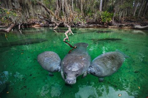 manatee cow feeding calves - Image Abyss